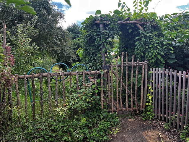 An arbor covered in vines, berries and roses in Jacob Holzberg-Pill's backyard - COURTESY OF JACOB HOLZBERG-PILL