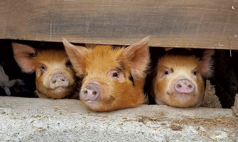Pigs at Kinder Way Farm Sanctuary in West Pawlet - COURTESY