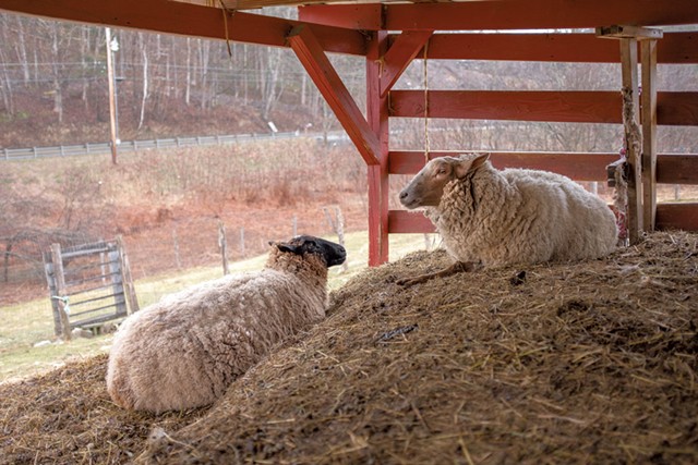 Sheep from the Sheep Shop herd - JORDAN BARRY ©️ SEVEN DAYS