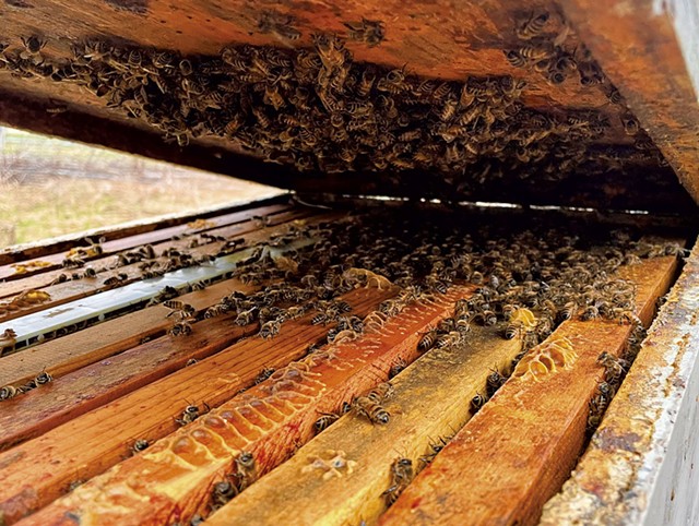 Bees in a hive at Born to Swarm Apiaries - GRETA SOLSAA