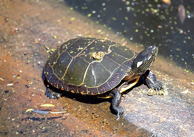 Eastern painted turtle - COURTESY OF JOSHUA BROWN