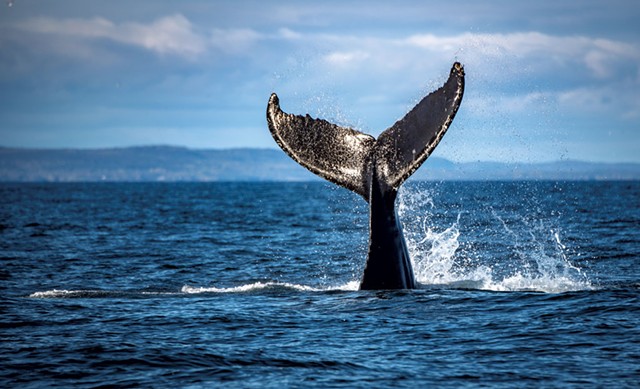 A whale tail - COURTESY OF S&Eacute;BASTIEN ST-JEAN/TOURISME C&Ocirc;TE-NORD