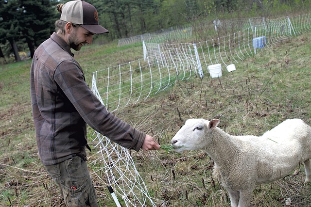 Rock Point land steward Tyler Pastorok feeding a sheep - COURTNEY LAMDIN ©️ SEVEN DAYS