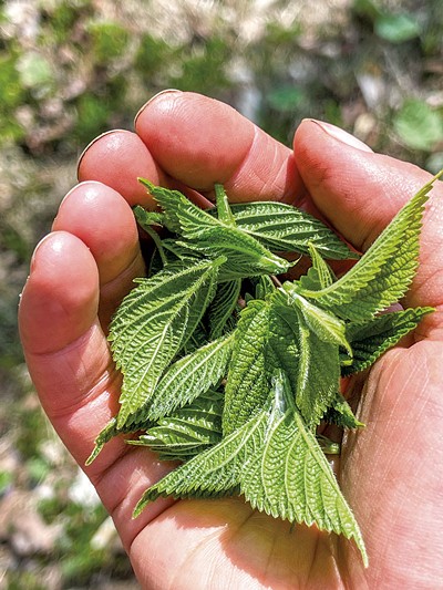 Canadian wood nettle tips - SUZANNE PODHAIZER