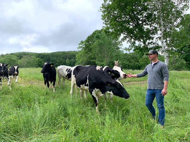 Seth Leach with some of the farm's registered Holsteins - MELISSA PASANEN ©️ SEVEN DAYS