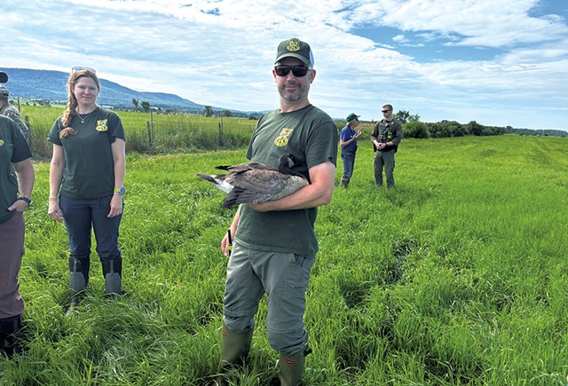 A Fish &amp; Wildlife employee holding a goose - JACK MCGUIRE