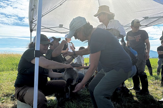 A volunteer reclaiming a banded goose - JACK MCGUIRE