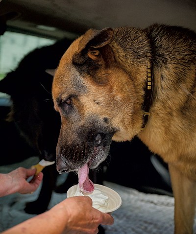 German shepherds Maverick and Captain enjoying a tasty treat - BEAR CIERI