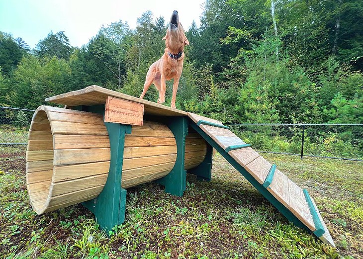 Piper enjoying the Mad River Valley Dog Park in Warren - COURTESY OF EVE SILVERMAN