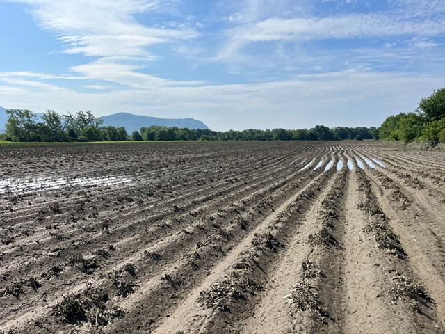 Sparrow Arc Farm after the flooding - COURTESY OF MATTHEW LINEHAN