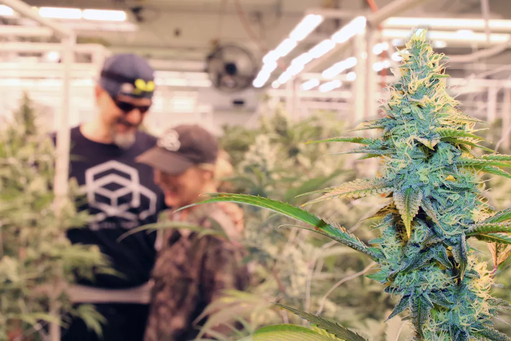 Best local cannabis grower