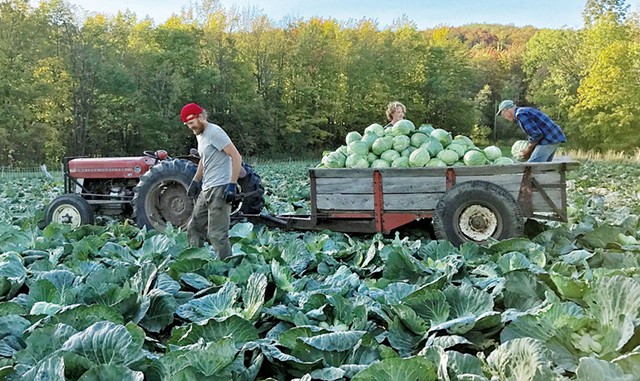 Zach Brandau, a seasonal farmhand and Doug Flack during a previous harvest - BARBARA FLACK