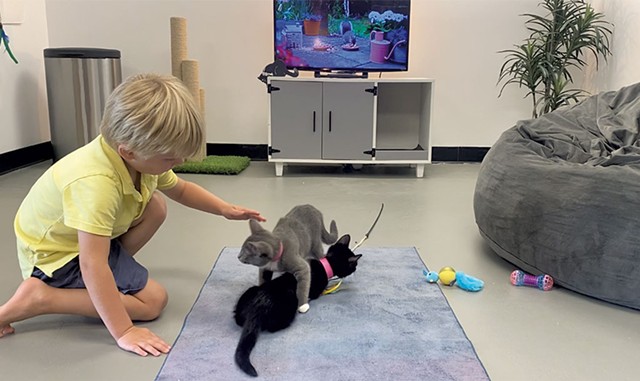 A young guest at Queen City Cat Lounge joining in the play - LEAH KRASON