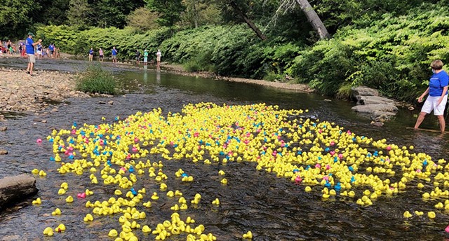 Great Duck Race - COURTESY