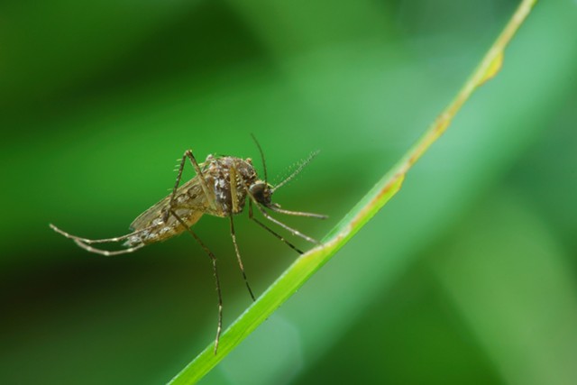 A mosquito - © FREEDOMMAN | DREAMSTIME.COM