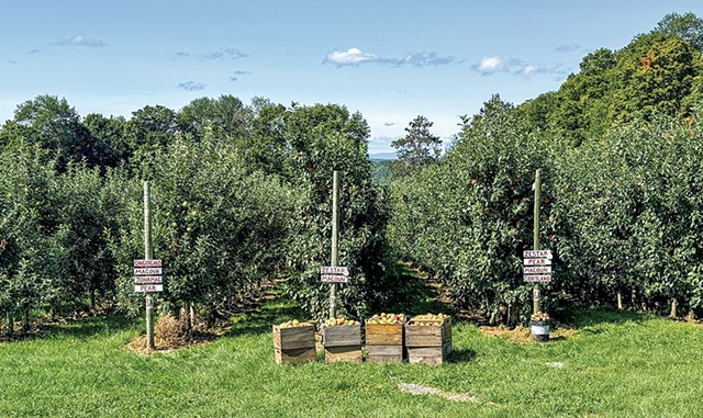 Rows of apple trees - SUZANNE PODHAIZER