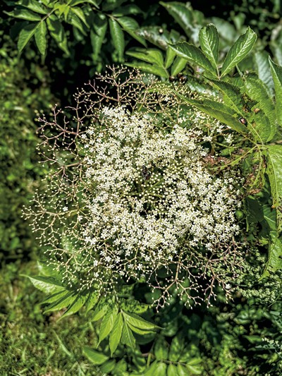 Elderberry in bloom - SUZANNE PODHAIZER