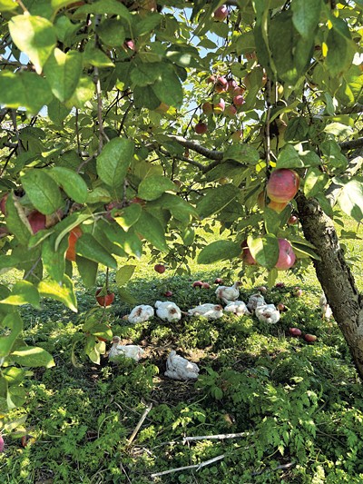 Apple trees and free-range chickens at Ferme Cidricole &Eacute;quinoxe - MELISSA PASANEN ©️ SEVEN DAYS