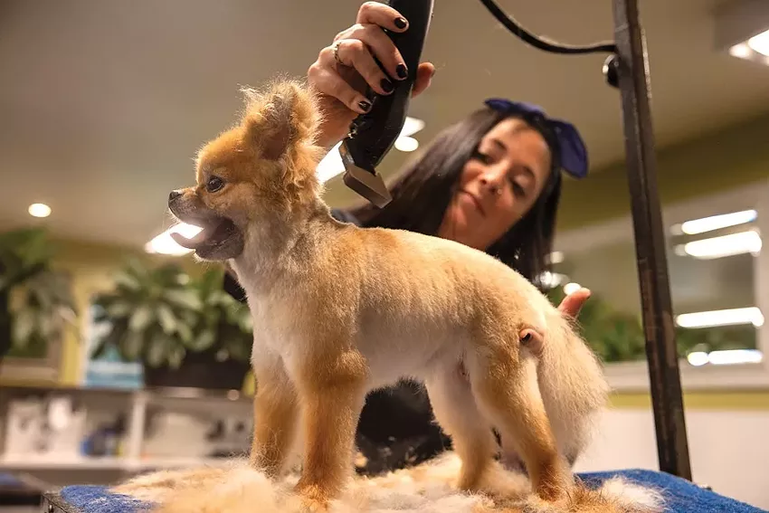 Best pet groomer (business)