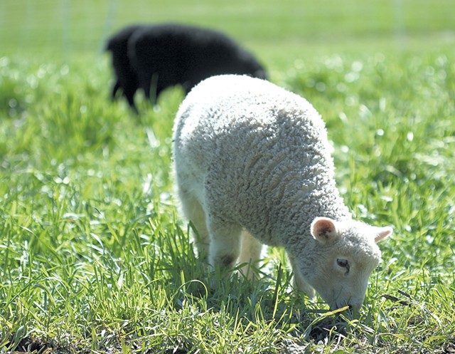 Lambs at Philo Ridge Farm - SUZANNE PODHAIZER