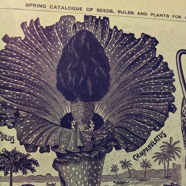 Illustration detail from John Lewis Childs seed catalog - RACHEL JONES