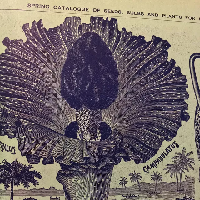 Special Collections: the Assemblages of Pat Laffin