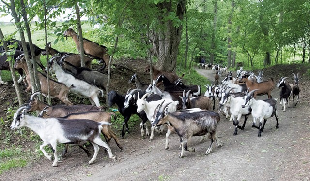 Goats returning to the farm after grazing in the field - JAMES BUCK