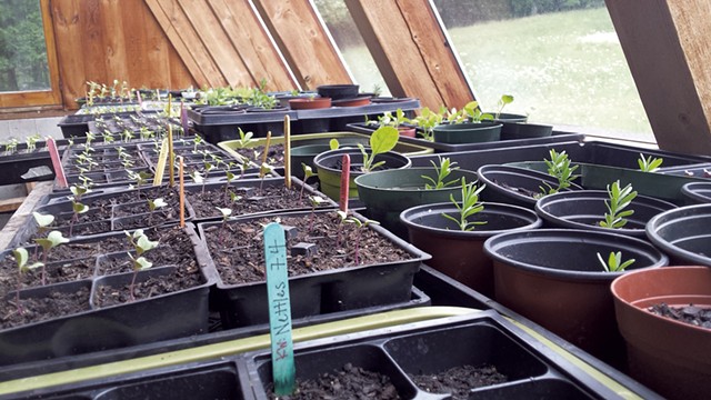 Seedlings in the Applebarn greenhouse - ELIZABETH M. SEYLER
