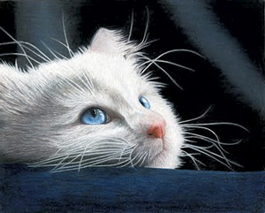 Blue-Eyed Kitten - PHOTOS: COURTESY OF CORRINA THURSTON