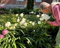 Stuck in Vermont: Nick Morse Has Been Planting Peonies in Chittenden County for 40 Years
