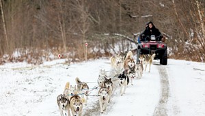 Dogsled Through Vermont's Winter Wilderness With October Siberians
