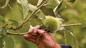 Tree Farmer Buzz Ferver Spreads His Love of Chestnuts, on the Ground and in the Kitchen