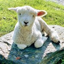 Meet the Lambs