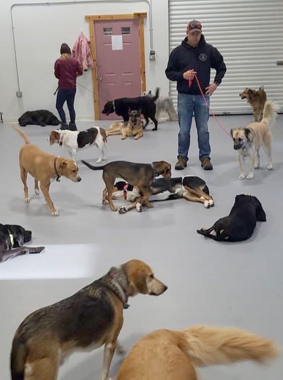 Vermont Dog Trainer - COURTESY OF VERMONT DOG TRAINER