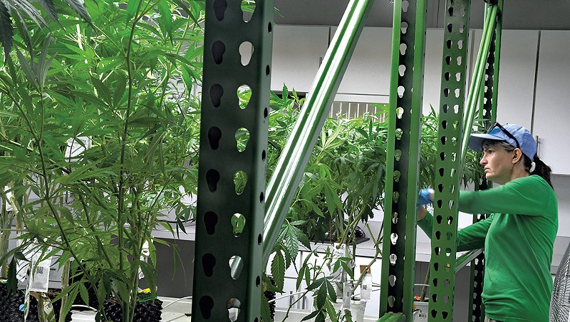 Trimming plants at Champlain Valley Dispensary