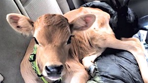 Hot for Heifer: Montpelier Cops Find a Cow in a Car