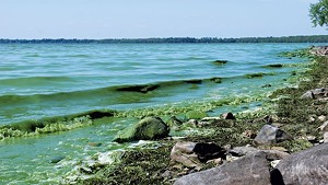 File: blue-green algae on Lake Champlain last year