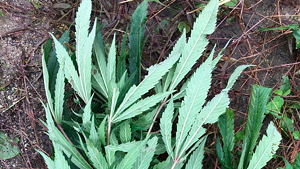 A sample of a cannabis plant that was found on a farm by staff from the Agency of Agriculture, Food and Markets in October 2018.