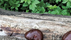Animal kidneys on a log at the Intervale