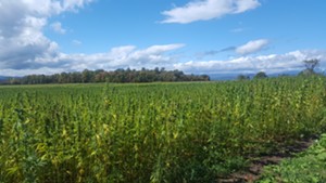 Hausman's 2017 hemp crop