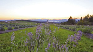 View from Lavender Essentials of Vermont;