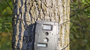 WTF: Why Are Game Cameras So Popular?