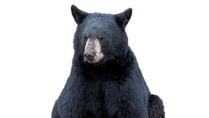 More Trouble Bruin: Killing of Home-Invading Bear Is Only the Latest Instance
