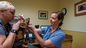 Dr. Sarah Hoy (right) and veterinary technician Marie Ploof  preparing Ralphie, an 8-year-old dachshund, for an  eye ultrasound before cataract surgery