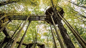 View of the Forest Canopy Walk from the ground
