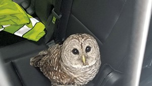 The injured owl