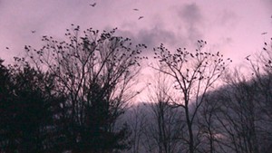 Stuck in Vermont: Crow Safari With Teage O’Connor in Burlington