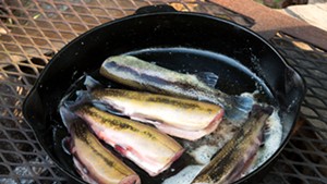 Trout cooking in a cast-iron pan