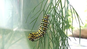 An eastern black swallowtail caterpillar
