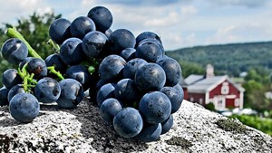 Grapes harvested at Boyden Valley Winery & Spirits